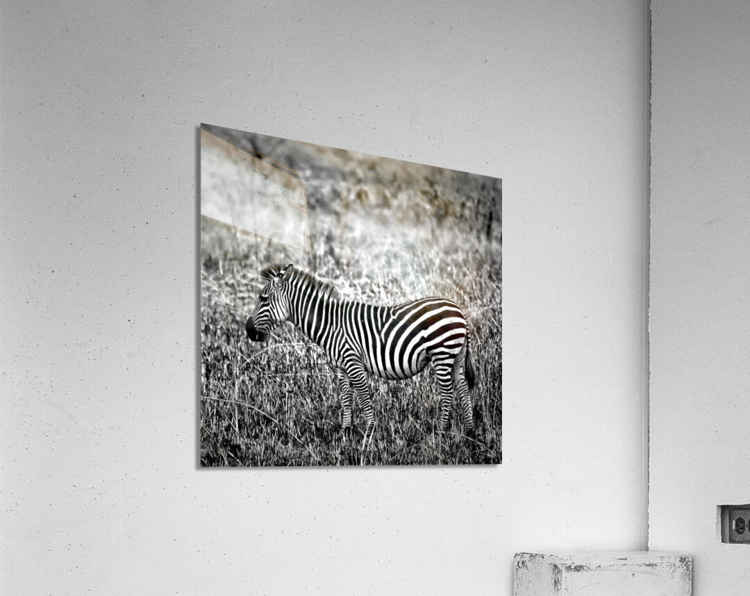Zebra Acrylic Print