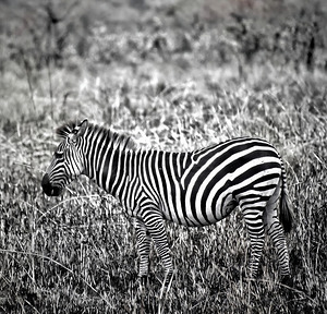 Zebra