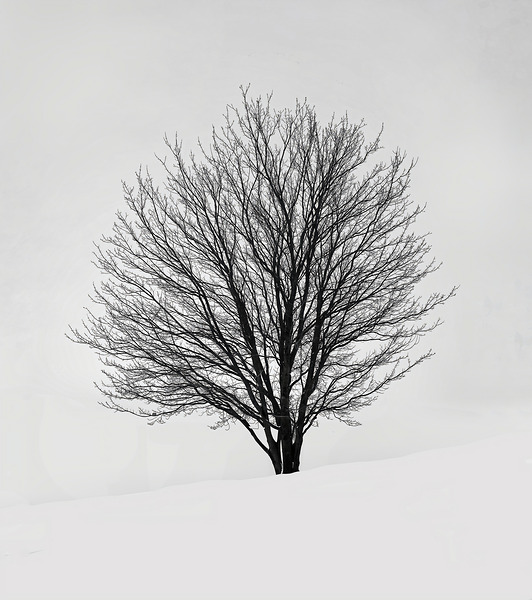 BW 15 Digital Download