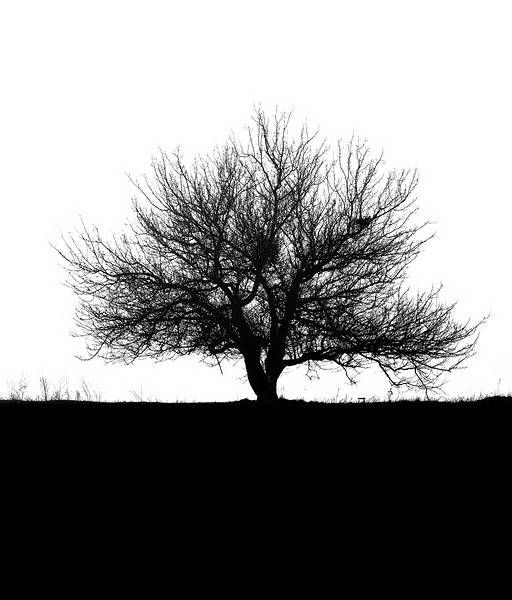 BW 31 Digital Download