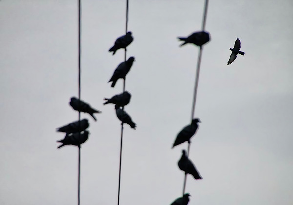 BW 1 Digital Download