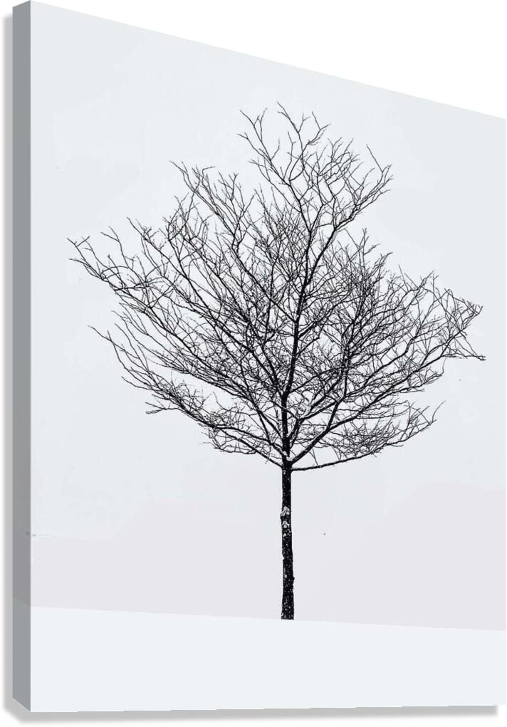 Snow white Canvas Print