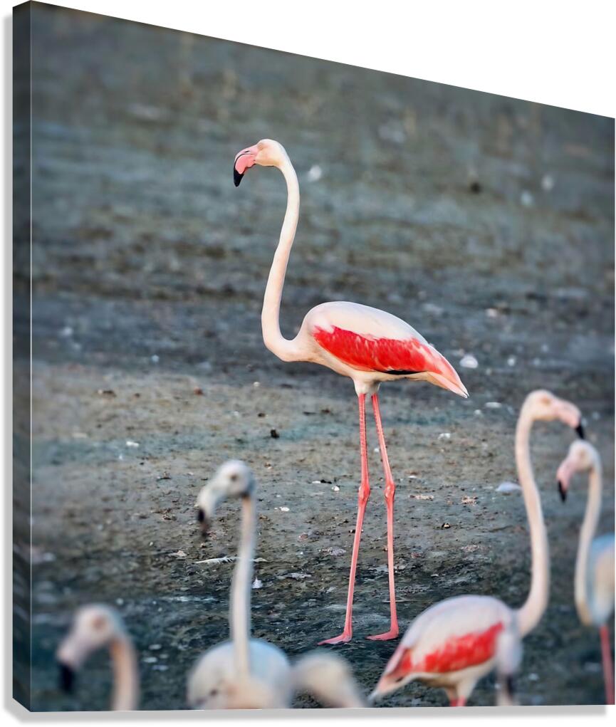 cigogne Canvas Print