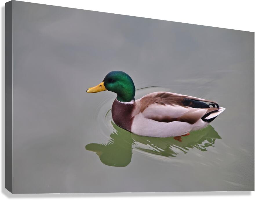 Colvert Canvas Print