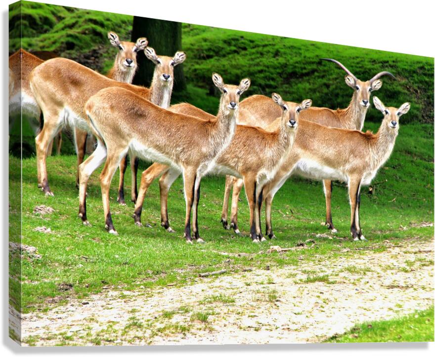 Look at me Canvas Print