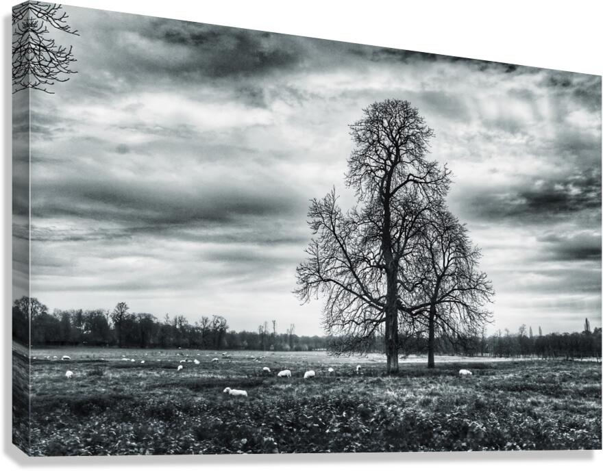 BW 5 Canvas Print