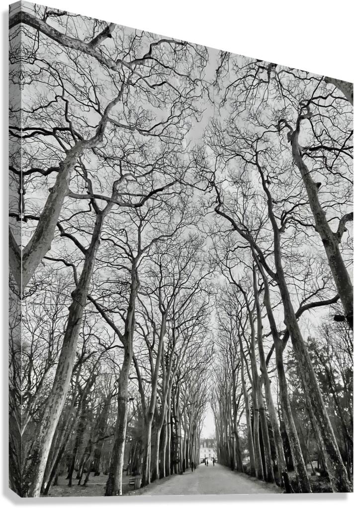 BW 26 Canvas Print