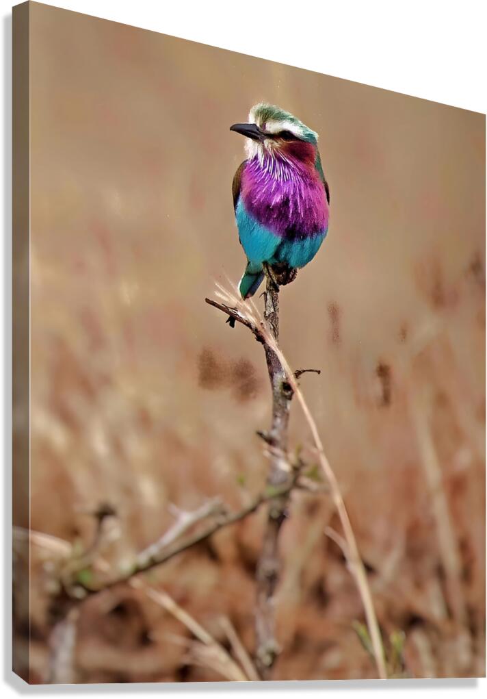 African bird Canvas Print