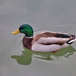Colvert