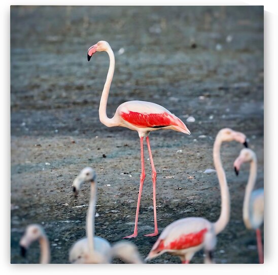 cigogne by Eddy Tales