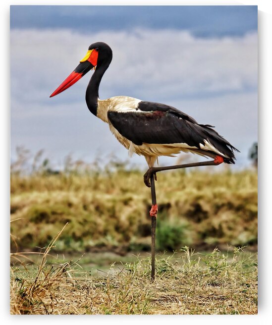 Africa by Eddy Tales