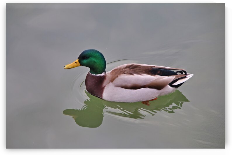 Colvert by Eddy Tales