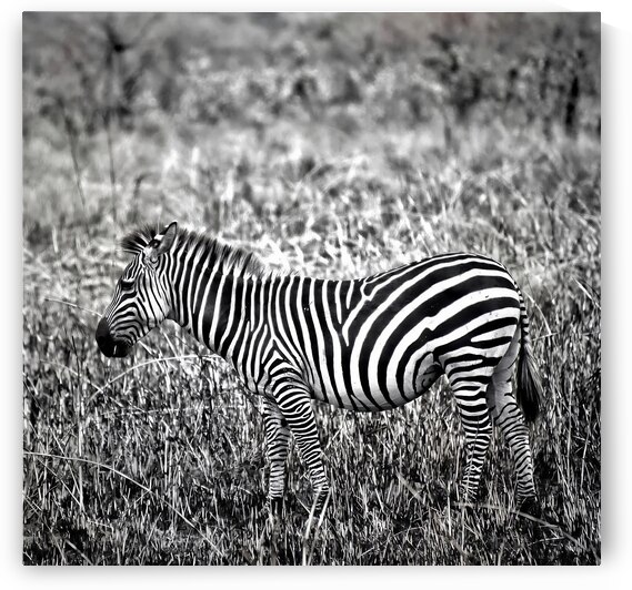 Zebra by Eddy Tales