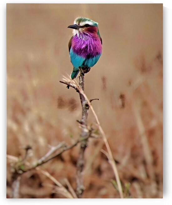 African bird by Eddy Tales