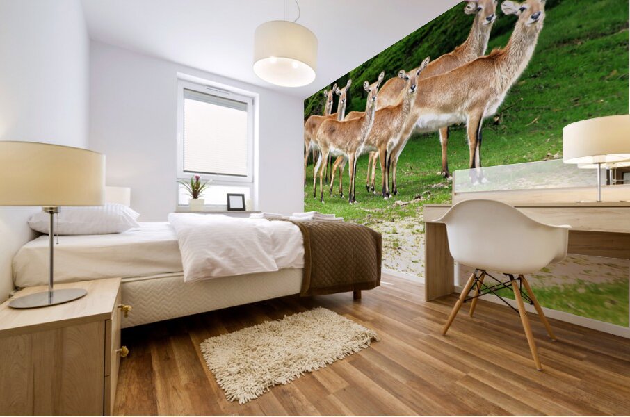 Look at me Mural print