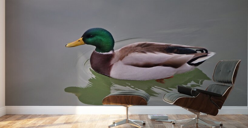 Colvert Wall Murals
