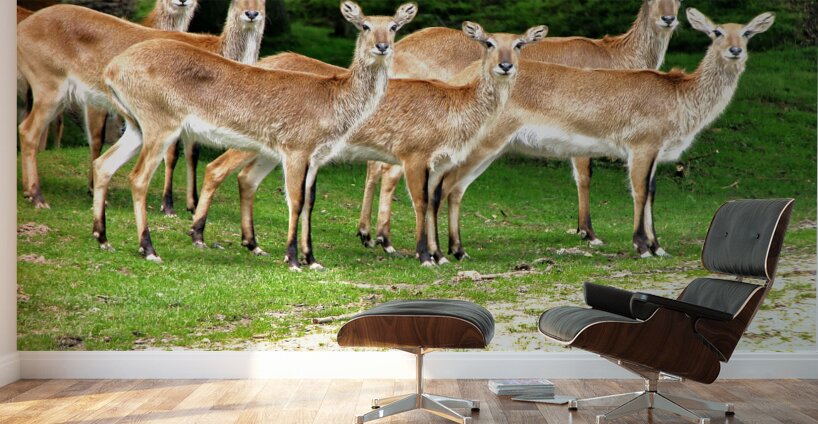 Look at me Wall Murals