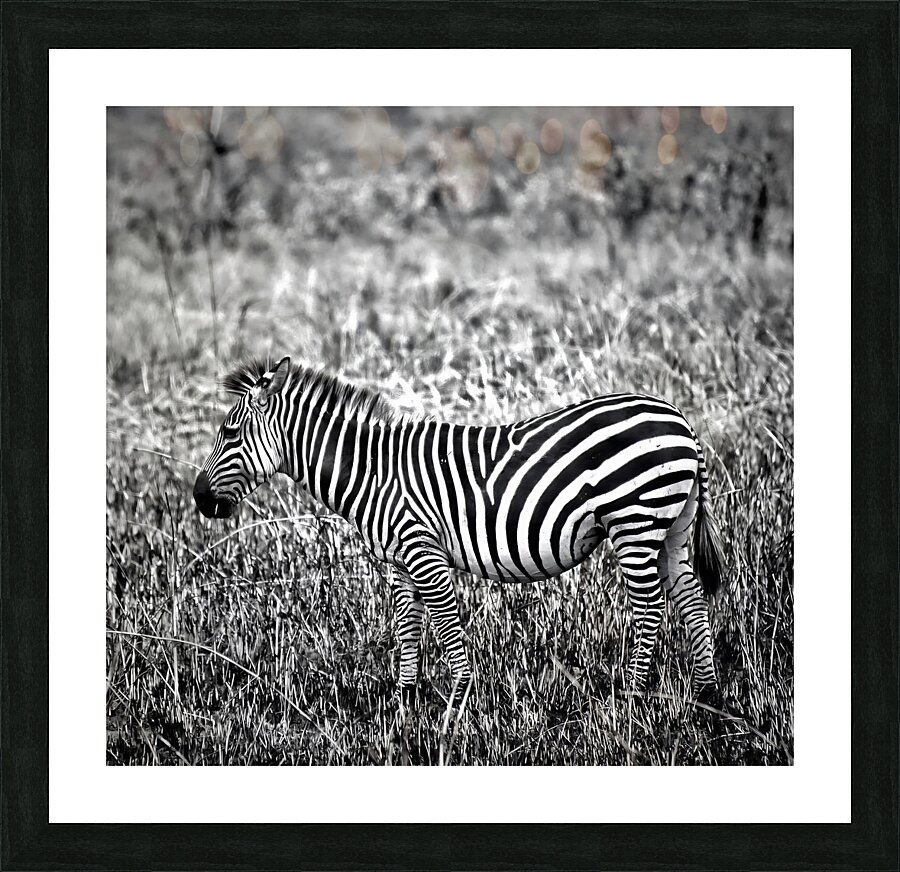 Zebra Picture Frame print