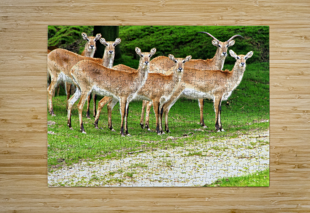 Look at me Eddy Tales Puzzle printing