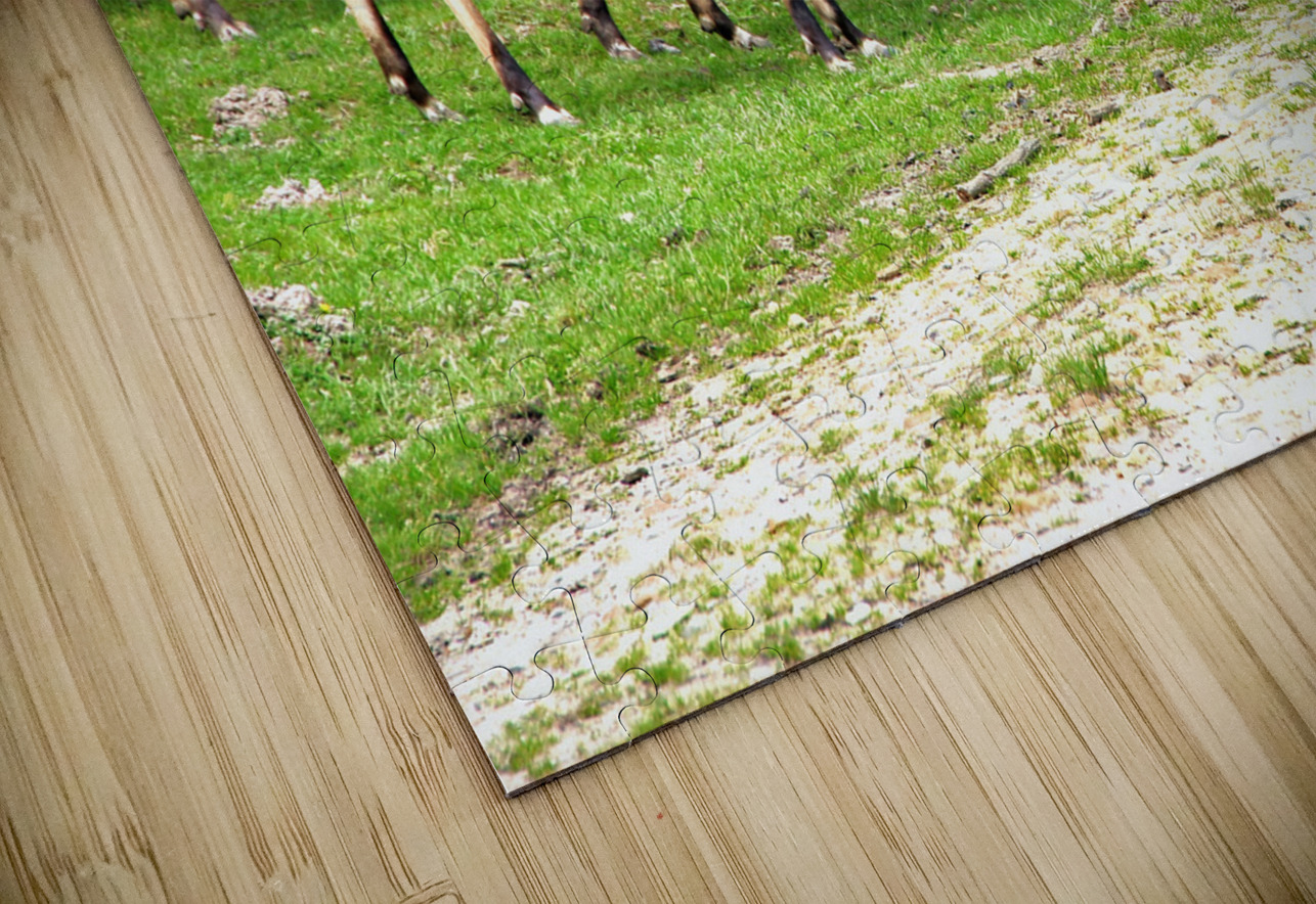 Look at me Eddy Tales Puzzle