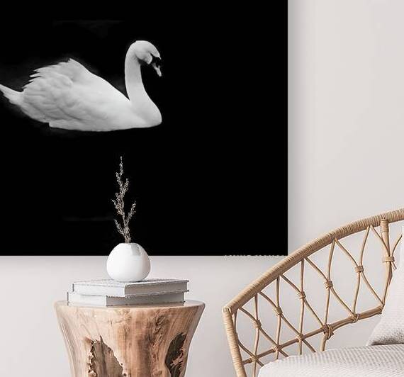 Lac des cygnes by Eddy Tales